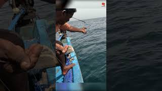 Sea Fish Catching Videos [upl. by Eikceb54]