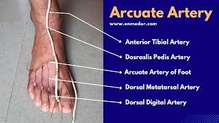 Dorsalis Pedis Artery 33  Arcuate Artery of Foot  The Charsi of Medical Literature [upl. by Enelehs]