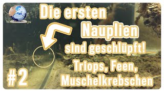 Die ersten Triopsnauplien sind geschlüpft  Triops Spektrum  erfolgreich Urzeitkrebse züchten [upl. by Sualakcin611]