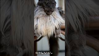 The King of all Maine Coons mrvivo [upl. by Hemingway737]