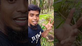 What do we do wrong when harvesting palm fruitviralshortfishingpalmgardenmalaysiafarmingpalm [upl. by Kcirdneh]