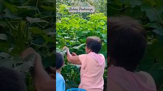 picking okra so healthy veggies buhayprobinsya family gardening youtubeshorts shortvideo [upl. by Lamaj655]