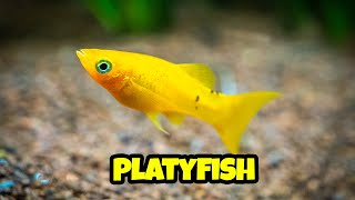 All You Need to Know About Platy Fish 🐟 how to breed platy complete guide [upl. by Granlund]