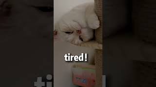 Tired song Meow version funnycats funnycatvideos cutecat funnyshorts [upl. by Fabrin]