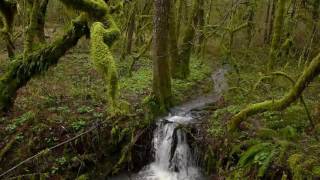 Rainforest in winter [upl. by Ezequiel61]