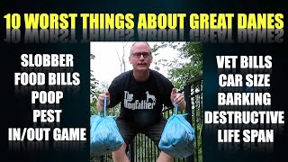 10 Worst Things About Great Danes [upl. by Ulland]