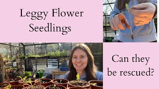 How To Fix Leggy Flower Seedlings  They Can Be Rescued [upl. by Llehcam]