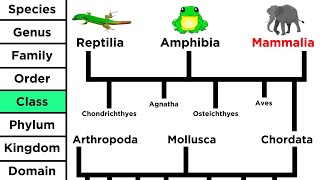 Phylogeny and the Tree of Life [upl. by Adnarrim]