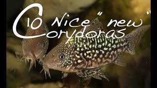 New Corydoras Guide  10 interesting Corydoras catfish [upl. by Hahcim950]