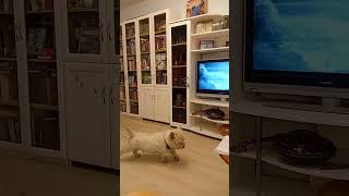 Bobby the Westie and TV puppy doglife westie [upl. by Lytton]