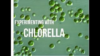 Experimenting with Chlorella growth  Week 2 [upl. by Asseniv]