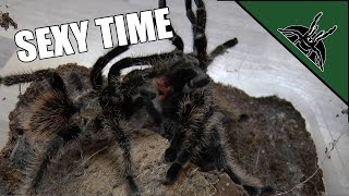 First tarantula mating [upl. by Cowan]