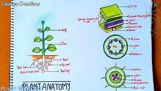 Plant anatomy drawing How to Draw Plant Anatomy Drawing Step by Step easy [upl. by Ajan]