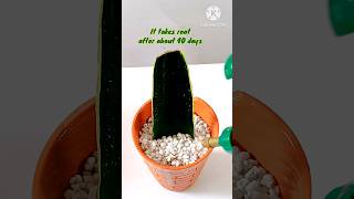 shorts propagate snakeplant without soil and water [upl. by Atived]