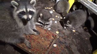 Sept 28 Thursday Night with 24 Raccoons [upl. by Eevets146]