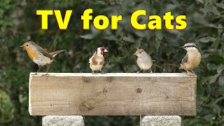 Cat TV Videos  The Sweetest Birds for Cats to Watch ⭐ 8 HOURS ⭐ [upl. by Corly547]