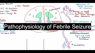 Pathophysiology of Febrile Seizure [upl. by Rambort]