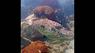 Coral City Camera  Scrawled Filefish Moonwalk 2  31524 [upl. by Winther]