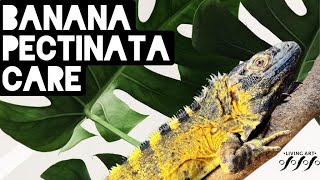 Banana Pectinata Iguana Care [upl. by Leuqcar]