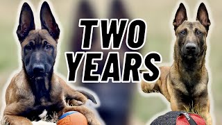 Training My MALINOIS TWO YEARS in FOUR MINUTES [upl. by Aurelius]