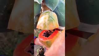 fruit papaya gardening satisfying papayaseeds agriculture food farming farmer farm fruit [upl. by Rich]