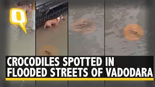 Crocodiles Spotted in Flooded Streets of Gujarats Vadodara After Heavy Rainfall  The Quint [upl. by Georgine]