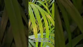 Areca palm arecapalm palm plants plant howtocareforplants nature care [upl. by Aiekam969]