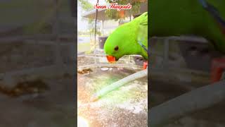 Camerashy Male Moluccan Eclectus Parrot Attacking Camera [upl. by Aynotak]