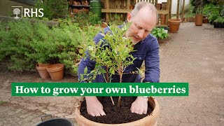 How to grow your own blueberries  The RHS [upl. by Crawford]