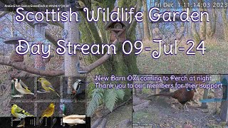 Day Stream July 9th 2024  Bird Feeders Wildlife Cameras Scotland UK from SWG [upl. by Blackstock890]