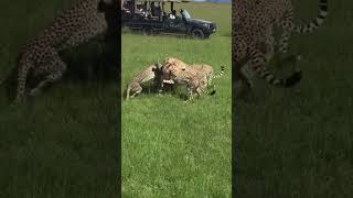 5 cheetahs hunting and killing Big gazelle africansafari wildlife landcruiserautomobile shorts [upl. by Tammany887]