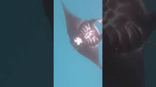 Fiji snorkeling with Manta rays mantaray fiji snorkeling reef mantarayisland summer coral [upl. by Huesman]