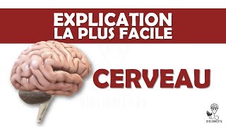 lexplication la plus facile  le Cerveau [upl. by Ikkela913]