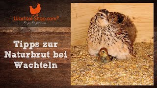 Tipps zur Naturbrut bei Wachteln  WachtelShopcom [upl. by Skier130]