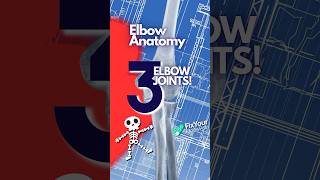 The 3 Bones Of The Elbow Joint Explained [upl. by Ayhtnic]