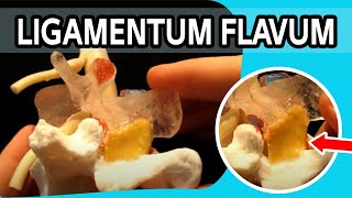 Ligamentum Flavum  The FIRST Dynamic Ligamentum Flavum Ever To Be Produced [upl. by Anialahs273]