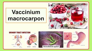 Vaccinium macrocarpon [upl. by Hearn]