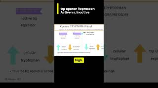 When and HOW is the trp tryptophan operon turned on [upl. by Rouvin]