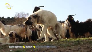 Kangal Köpeklerinin Sürüdeki Hikayesi  Sadık Dostlar [upl. by Kus]