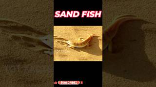 Sand Fish ll Desert Lizard ll Telugu Facts ll TOT FACTS [upl. by Bathelda]