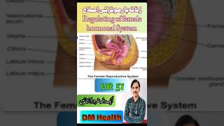 زنانہ ہارمونزHormonal systemHR 51 female [upl. by Stucker]