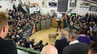 Farming Life Episode 77 Kirkby Stephen Tup Sales [upl. by Yelserp]