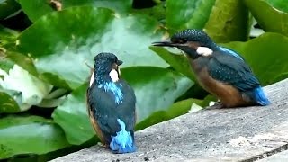 Penny Whistle Music Video Kingfisher Rhapsody John Laurence [upl. by Delamare]