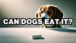 Can Dogs Eat Gum Explained [upl. by Tonye]