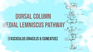 Posterior column Tract  Dorsal column medial lemniscus pathway  Fasciculus Gracilis and Cuneatus [upl. by Akital286]