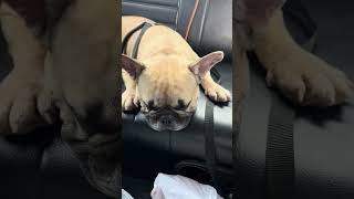 Snoring frenchie frenchbulldog doglover [upl. by Elvah]