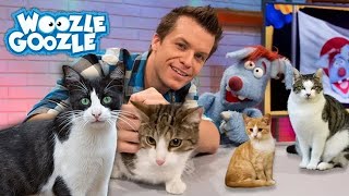 Die Hauskatze l GANZE FOLGE [upl. by Noemis]