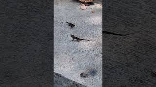 Omg Two Lizards Fighting and Chasing each other shortvideo wildlife animal reptiles species [upl. by Samson679]