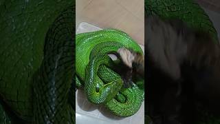 ULAR PITON 1 Green Gonyosoma Oxycephalum Snake Strike Makan Burung [upl. by Sherrill]