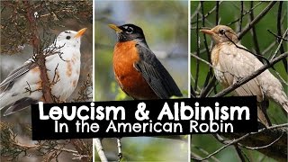 Leucism and Albinism in American Robins [upl. by Marsland]